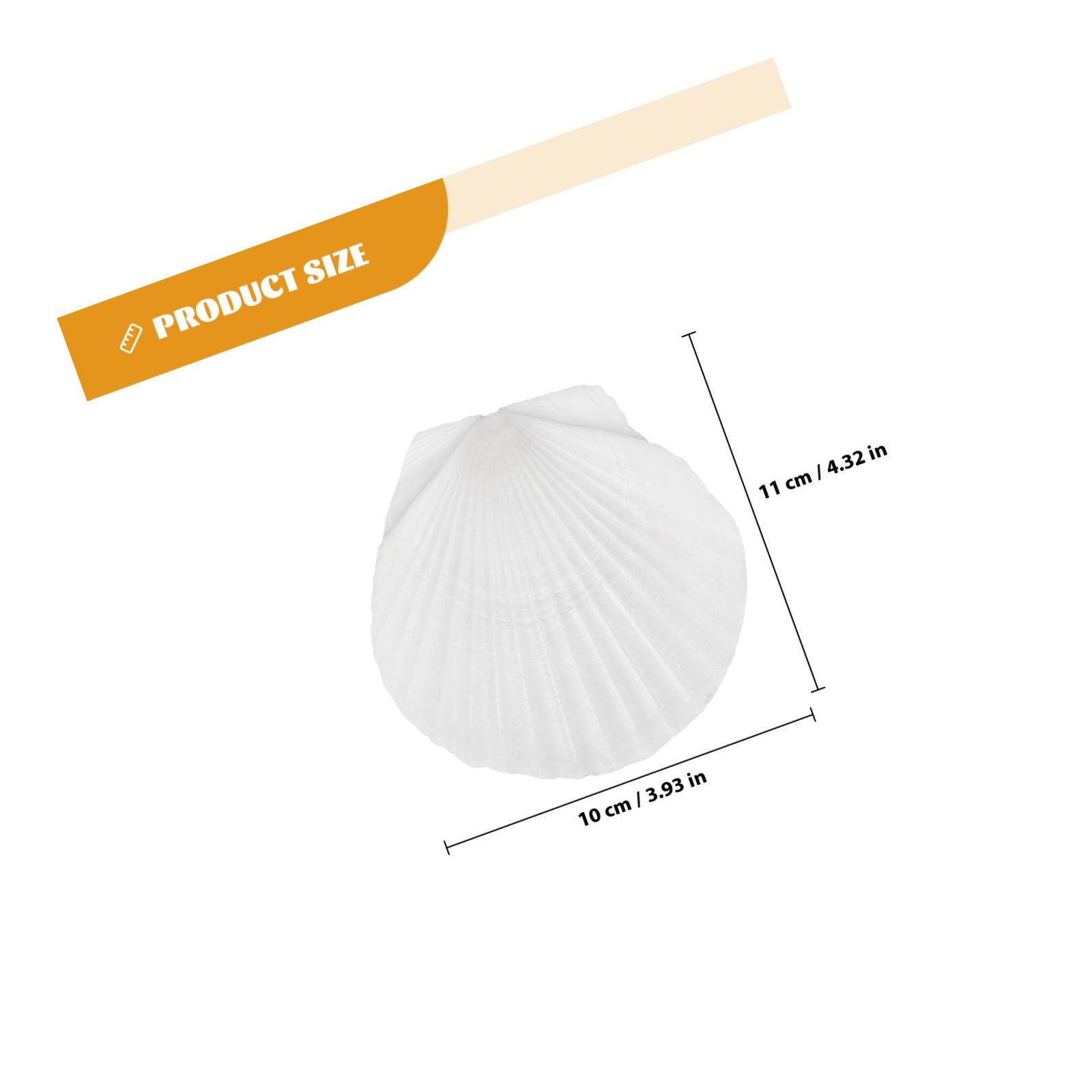 10Pcs Natural Scallop Shells F - Mom'S Home Cooking recension och pris